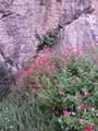 Rocamadour_Voie_Sainte_051