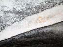 Coloration_a_la_riviere_045