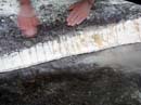 Coloration_a_la_riviere_052