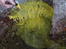 Coloration_a_la_riviere_023
