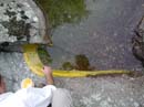 Coloration_a_la_riviere_028