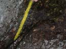 Coloration_a_la_riviere_033