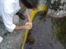 Coloration_a_la_riviere_037
