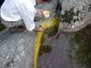 Coloration_a_la_riviere_038