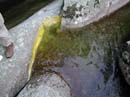 Coloration_a_la_riviere_040