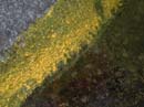 Coloration_a_la_riviere_041