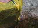 Coloration_a_la_riviere_046