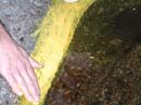 Coloration_a_la_riviere_051