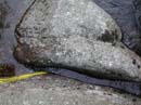 Coloration_a_la_riviere_056
