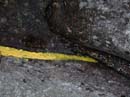 Coloration_a_la_riviere_058